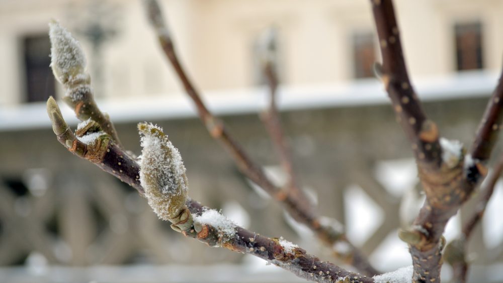 Tree during winter